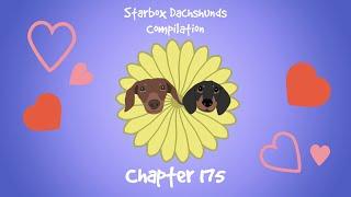 Starbox Dachshunds Compilation Chapter 175