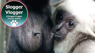 Pileated Gibbon’s Transformation from Baby Preda to a little Tornado