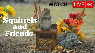 Live Bird Feeder Cam : Squirrels