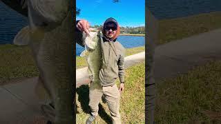 Nice 4lb largemouth on the end of a week long Florida cold snap.#bassfishing #florida #fishing #bass