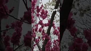 홍매, 매화, 홍매화   붉은색 화려함에 눈에 띄는 꽃   꽃말은 고귀함 