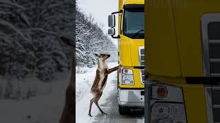 Reindeer Save Truck Driver From Major Accident!#Wildlife #animals #Rescue