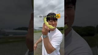 머스크멜론 이렇게 맛있다구요..? #머스크멜론 #돌쇠네농산물