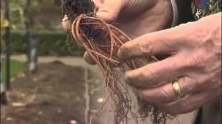 How to plant up hardy Geraniums from Mr Fothergill's