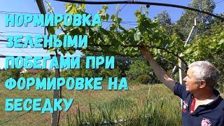 Нормировка зелеными побегами при формировке на беседку.