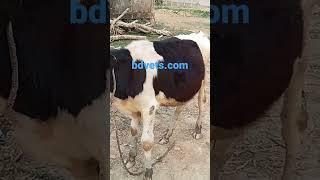 calf #bdvets