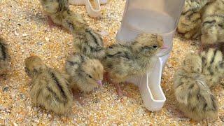 I Saw  baby Quails_ Cute baby quails _ the damn quails _ quails as pets