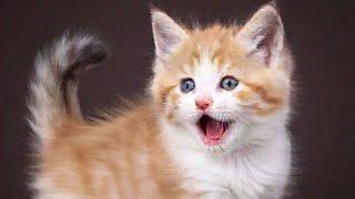 Cute Cat Sounds Videos || Cute Kitten Sounds || Cat Sounds to Attract Cats and Kittens