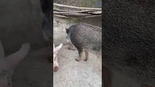 #shorts #pig #wildboar #minipig #piggy #pigs #piglife #minipigs #piglove #cutepig #piglet