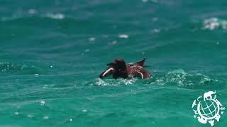 Blue Planet II  One Ocean Trailer