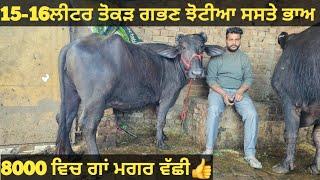 ਚੰਗੀਆ ਤੋਕੜ ਗਭਣ ਝੋਟੀਆ ਅਤੇ ਸਸਤੇ ਭਾਅ ਗਾਂ।cows and Buffalo for sale/vadiya farm/9-3-25