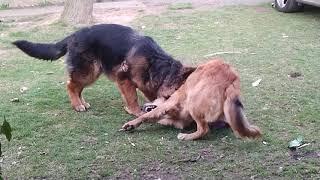 Another puppies fight.