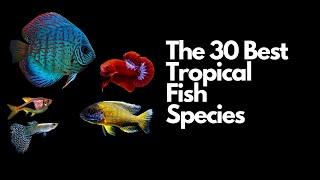 The 30 Best Tropical Fish Species