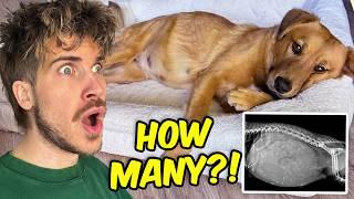 Finding Out My Dog is Pregnant!