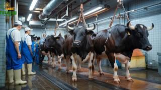 Shocking! How Do Japanese Farmers Make Billions Raising the World's Most Expensive Cows Processing