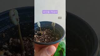 커피, 흙에 양보하세요 #shrots #쇼츠 #식물 #커피 #plants #커피키우기 #파종