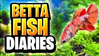 Betta Fish Diaries - 30 Days Of Care, Food, And Maintenance With My Planted Betta Fish Tank!