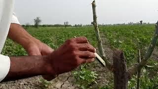 jujube (بیر) grafting 3 methuds in one plant.