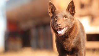 Red Dog 2011 | Full Australian English movie | A true story