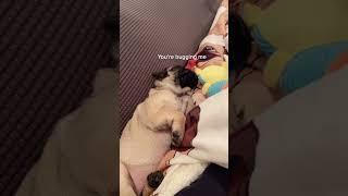 Sleepy pug needs peace: adorable puppies & dog love #newpuppy #sleepypug #pugs