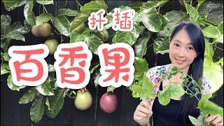 【菜园子18】百香果種植的最佳方法--扡插（扦插），4个技巧让扦插成功率极高！How to propagate passion fruit from cutting