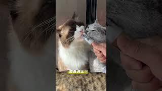 建国规定小猫咪不能成精#猫咪的迷惑行为 #谁能拒绝傻憨憨的小猫咪  #猫咪的不服全写在脸上#遇小优猫粮 #遇小优猫粮怎么样