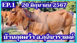 EP.1 #ราคาวัววันนี้ 20 มิถุนายน 2567 #ตลาดวัวบ้านกุดหว้า อำเภอกุฉินารายณ์ จังหวัดกาฬสินธุ์