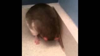 Rats 101: The Which Hand Game HD
