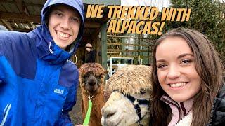 Trekking with Alpacas in Scotland!