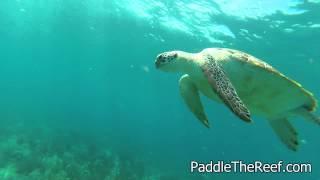 Green Sea Turtle Feeding on Jellyfish, Florida Keys Free-Diving