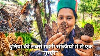 || Morel Mushroom(Guchhi) One Of The Most Expensive Mushroom(Kinnaur HP||