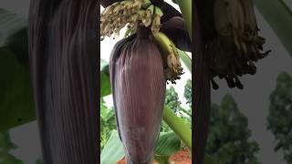 Banana flower #banana #flowers #enjoy #bees #viral #nature #trending #plants #animals #youtubeshorts