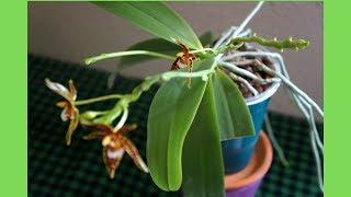 'Antler' Orchid Phal. pantherina x cornu cervi | Semi Hydroponics | Orchid Growing Care Tips