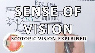 Sense Of Vision | Scotopic Vision Detailed | Photoreceptor Cells