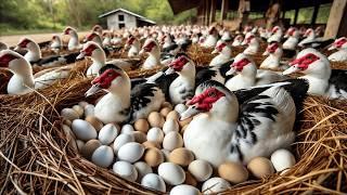 Harvesting Muscovy Duck Eggs - Raising Organic Muscovy Ducks For Business.