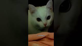 В этом доме меня кто-то будет кормить? #смешно  #cat #юмор #кошки