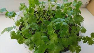 How to grow cilantro on the windowsill at any time of the year