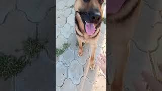Рекс Немецкая овчарка по кличке Рекс) #видео #рек #shorts