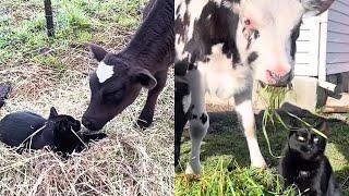 Cat Falls In Love With Rescue Cow 