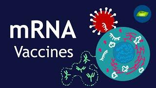 mRNA Vaccines | Vaccines | Basic Science Series