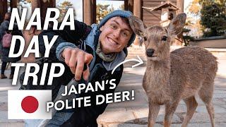 Exploring Nara: Japan’s City of Polite Wild Deer 