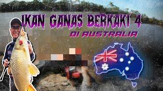 Ikan Ganas Berkaki 4 di Australia‼️