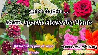 നിങ്ങൾ ആഗ്രഹിച്ചflowering plants|Onam special flowering plants for sale #evergreen_media_vlog