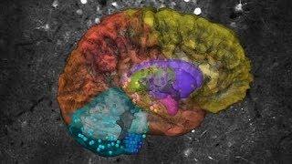 Making Sense of How Our Brains Form Decisions