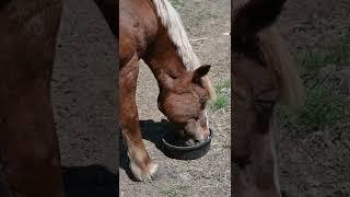 [PointFOOTAGE] Animals - Horse brown eating from plate - Vertical MS - 7881187