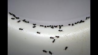 Insects and Ants in toilet after urine means Diabetes?