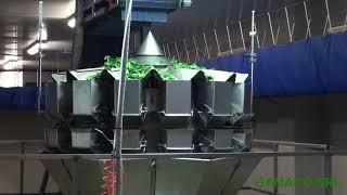 GAMACO - CONFEZIONAMENTO PER INSALATE SFALCIATE/BABY LEAVES PACKAGING