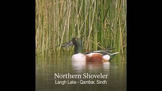 Northern Shoveler