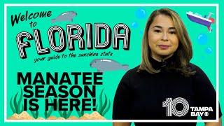 Where to see manatees in Florida and the laws you need to know about