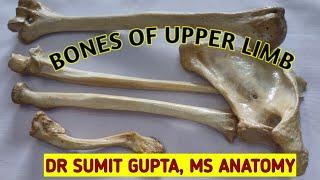 BONES OF UPPER LIMB : Side determination & Bony features